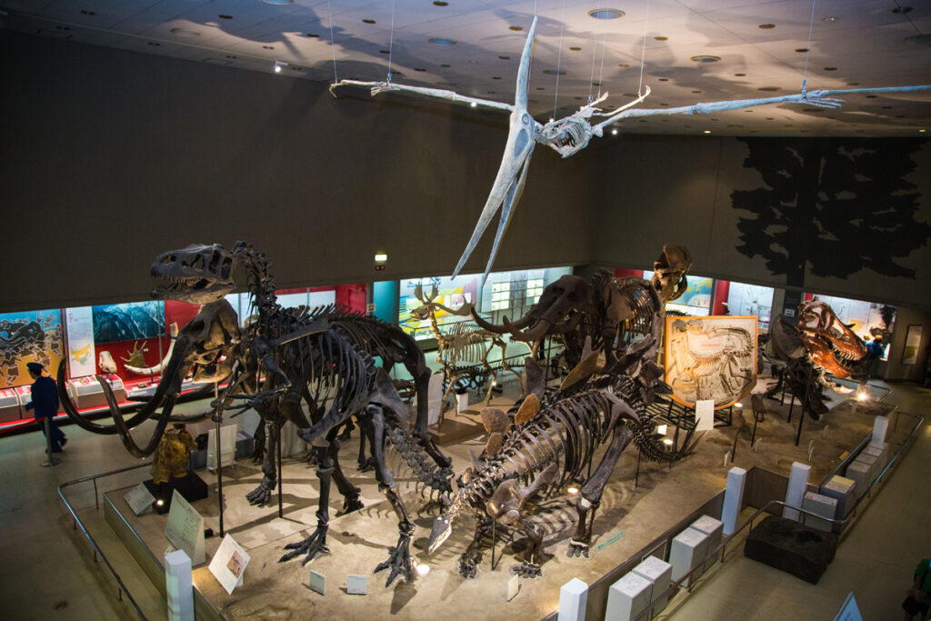 Osaka Museum of Natural History