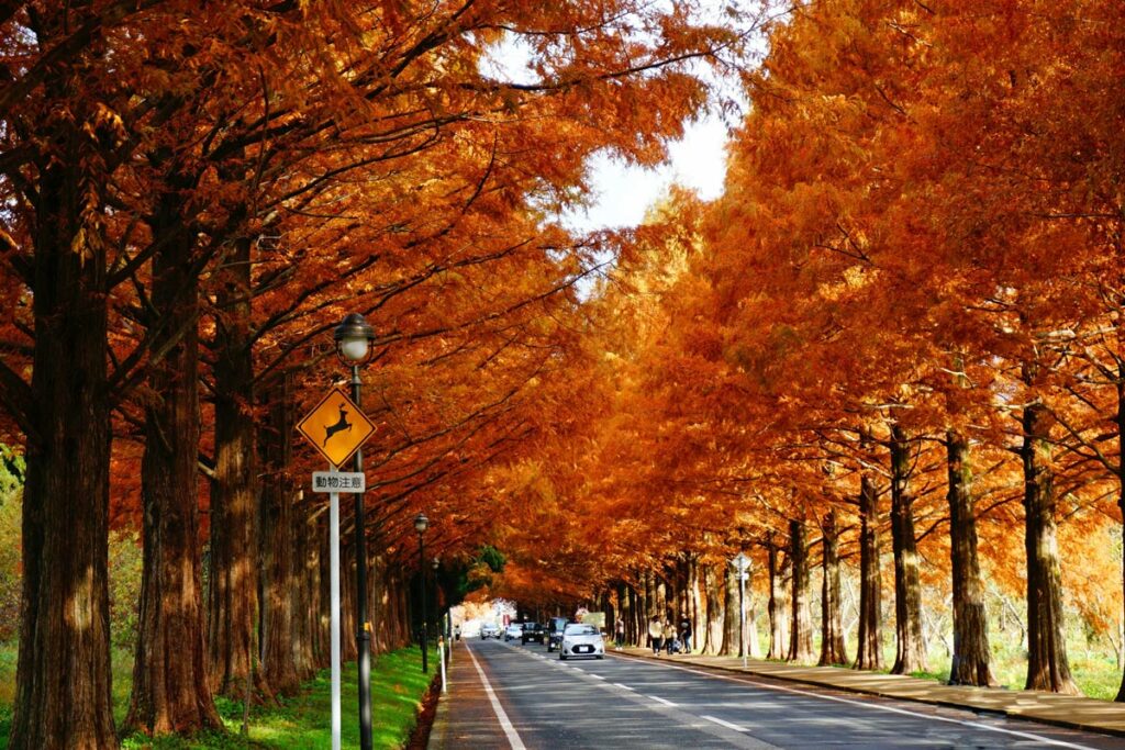 Metasequoia Avenue