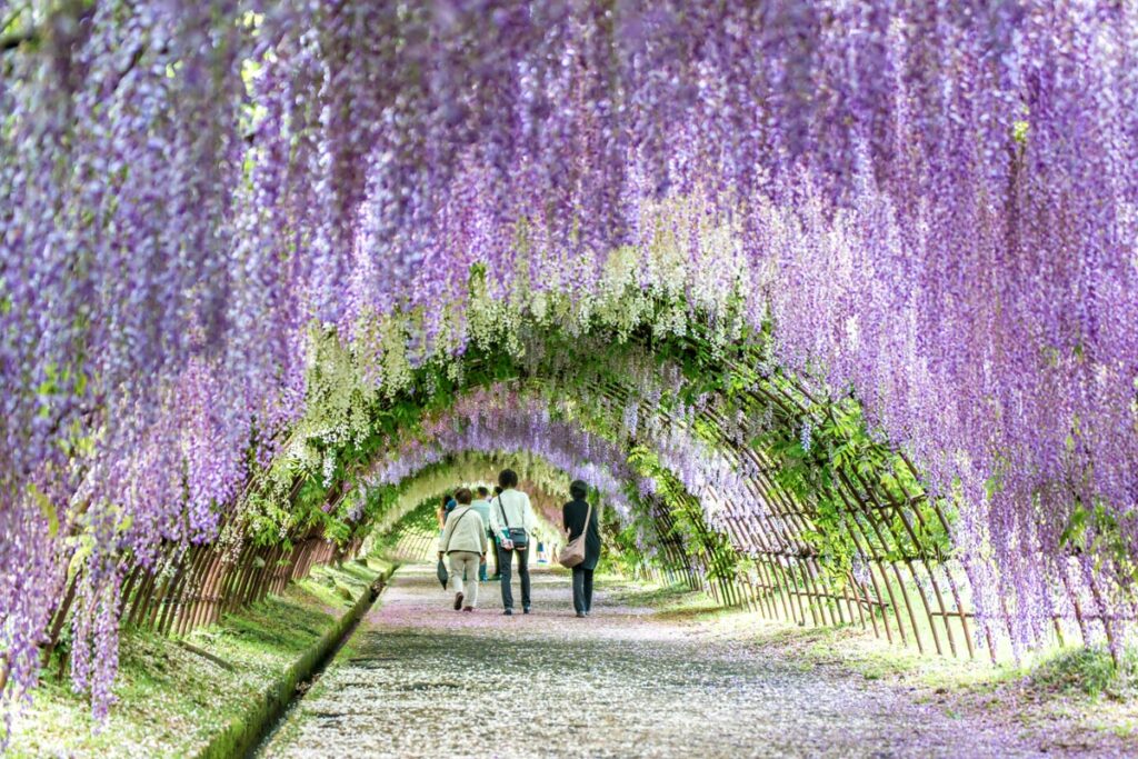 Kawachi Fujien Wisteria Garden
