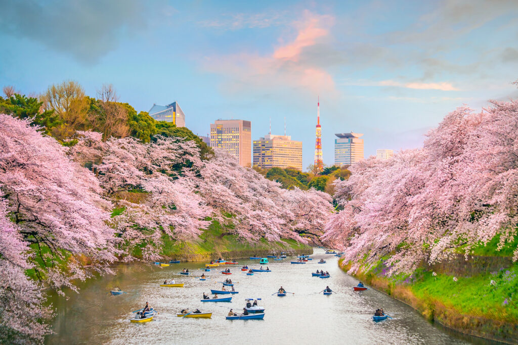 Cherry Blossoms in Tokyo