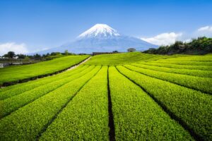 12 Best Things to do in Shizuoka