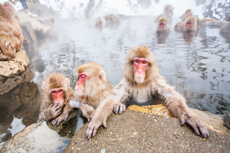 snow monkey park